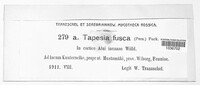 Tapesia fusca image